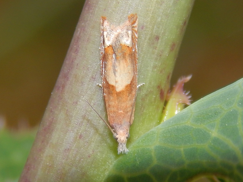 Eucosma conterminana?